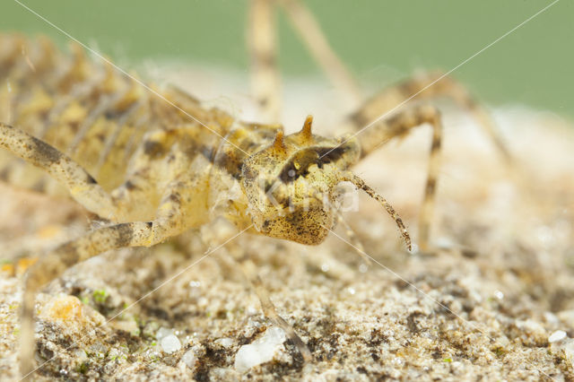 Tweevlek (Epitheca bimaculata)