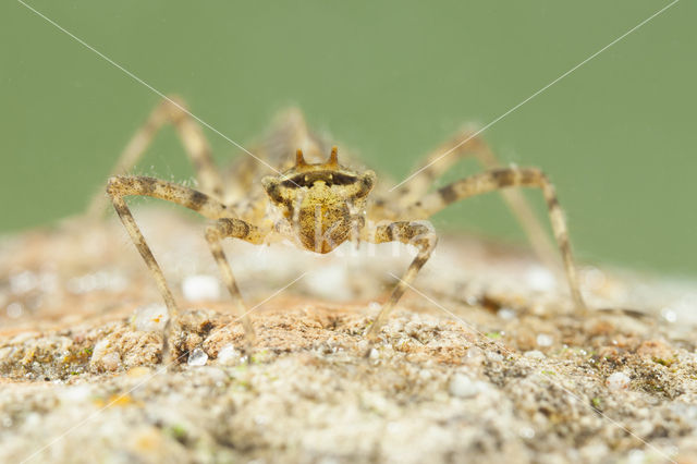 Tweevlek (Epitheca bimaculata)