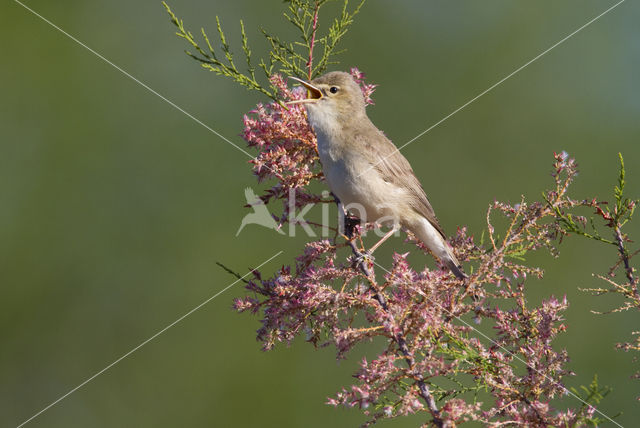 Vale Spotvogel (Hippolais pallida)