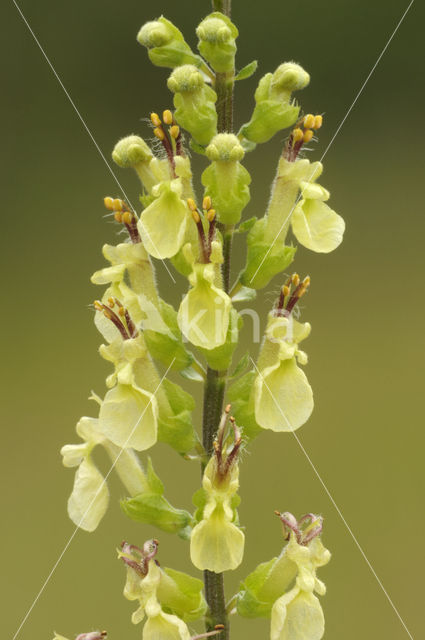 Wood Sage (Teucrium scorodonia)