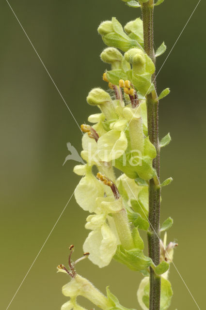 Valse salie (Teucrium scorodonia)