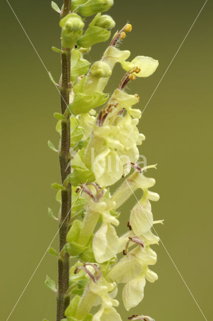 Valse salie (Teucrium scorodonia)