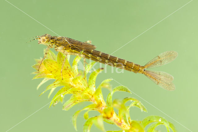 Variable Damselfly (Coenagrion pulchellum)