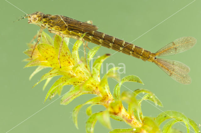 Variable Damselfly (Coenagrion pulchellum)