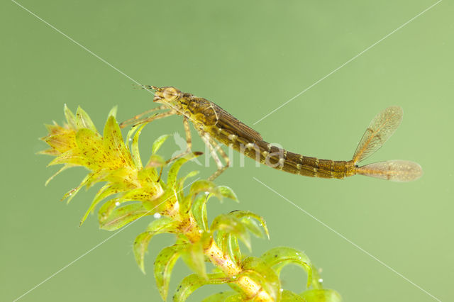 Variable Damselfly (Coenagrion pulchellum)