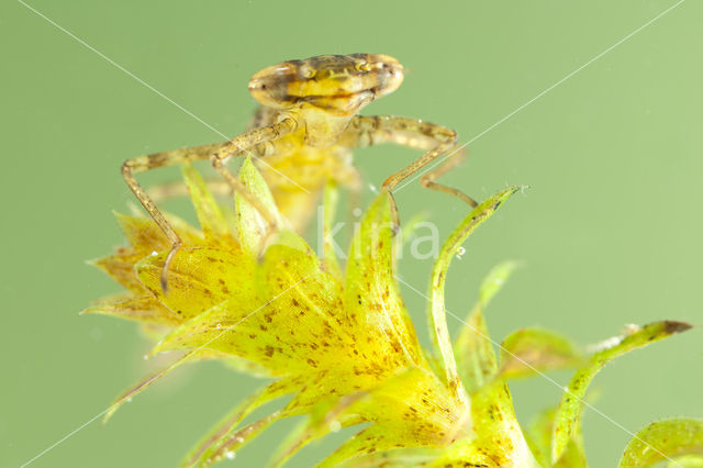 Variable Damselfly (Coenagrion pulchellum)