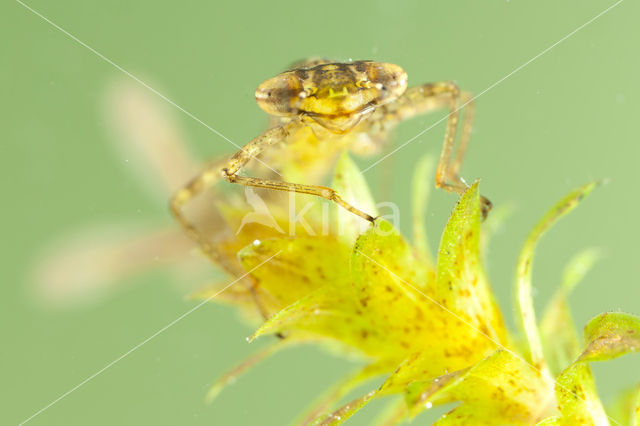 Variabele waterjuffer (Coenagrion pulchellum)