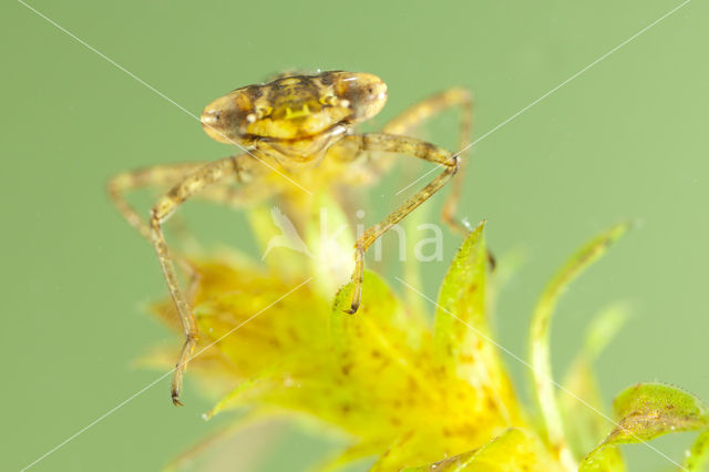 Variabele waterjuffer (Coenagrion pulchellum)