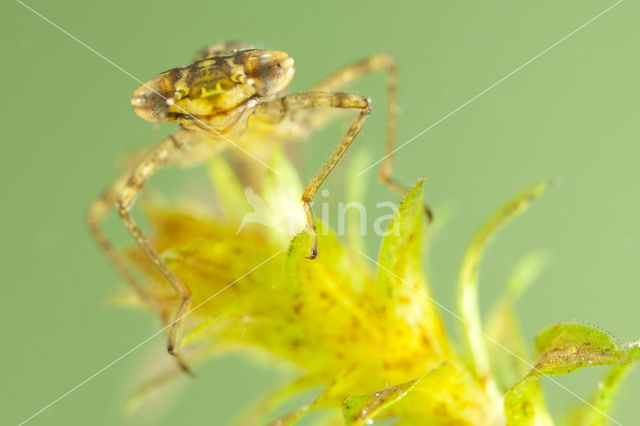 Variable Damselfly (Coenagrion pulchellum)