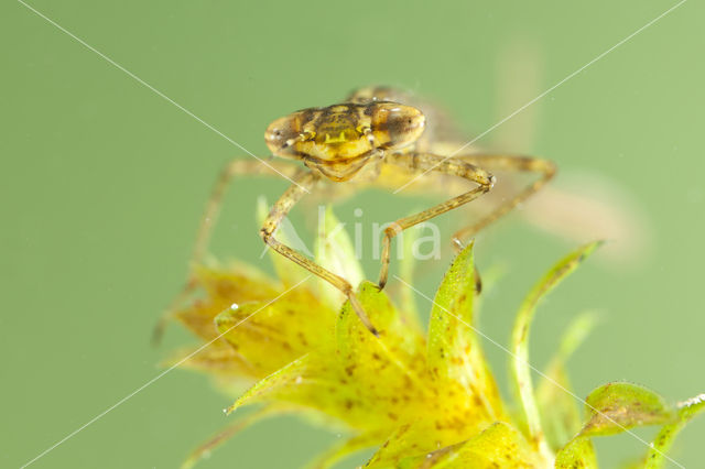 Variable Damselfly (Coenagrion pulchellum)