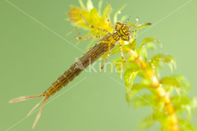 Variable Damselfly (Coenagrion pulchellum)