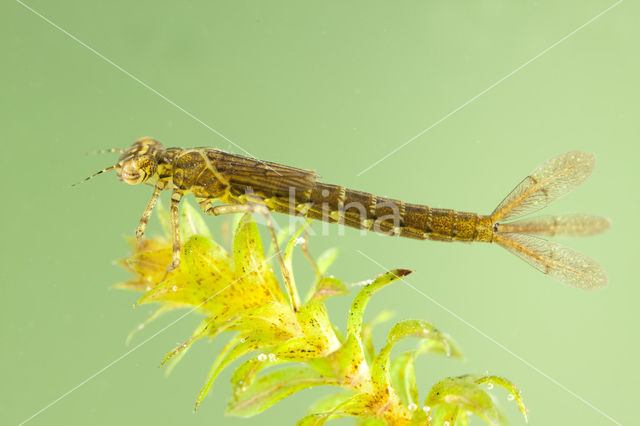 Variabele waterjuffer (Coenagrion pulchellum)