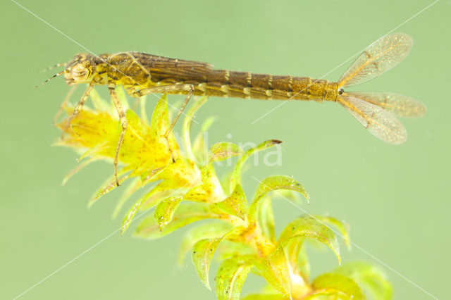 Variabele waterjuffer (Coenagrion pulchellum)