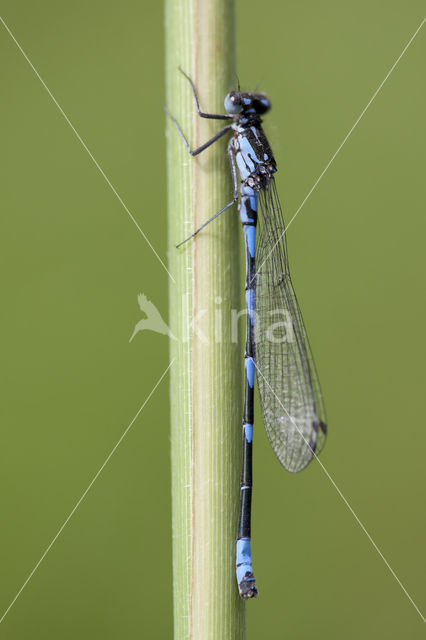 Variable Damselfly (Coenagrion pulchellum)