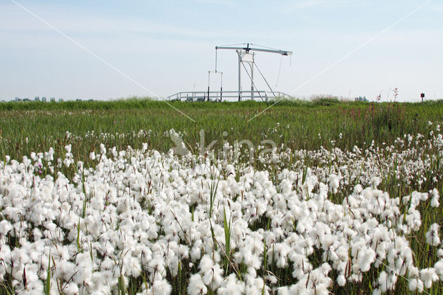 Veenpluis (Eriophorum angustifolium)