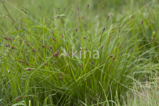 Veenzegge (Carex davalliana)