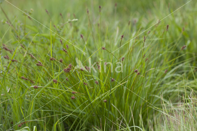 Veenzegge (Carex davalliana)