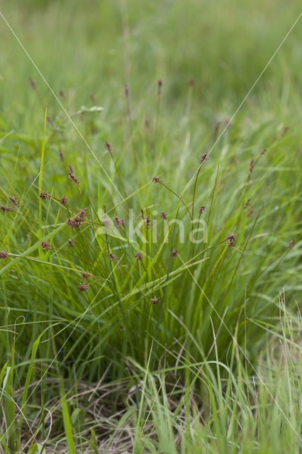 Veenzegge (Carex davalliana)