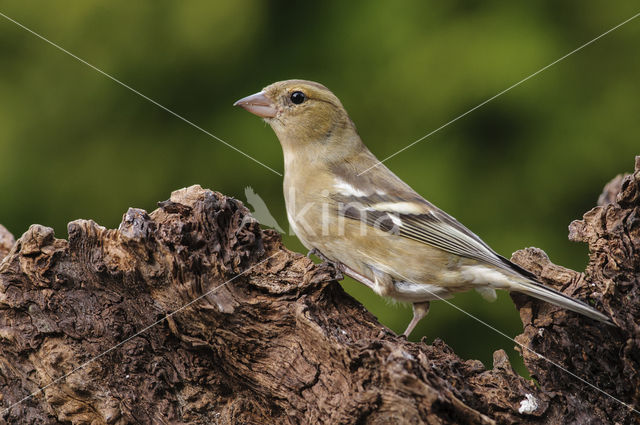 Chaffinch (Fringilla coelebs)