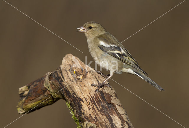 Vink (Fringilla coelebs)