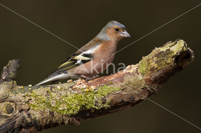 Vink (Fringilla coelebs)