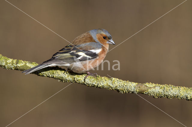 Vink (Fringilla coelebs)