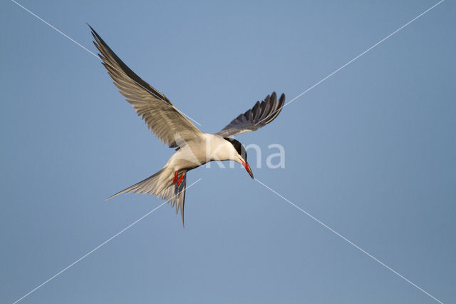 Common Tern (Sterna hirundo)