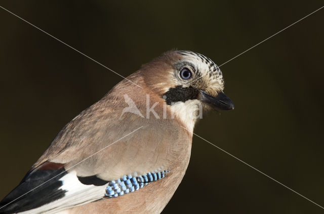 Vlaamse Gaai (Garrulus glandarius)