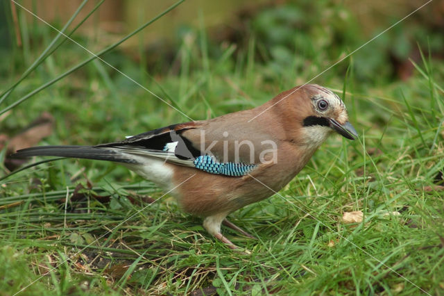 Vlaamse Gaai (Garrulus glandarius)