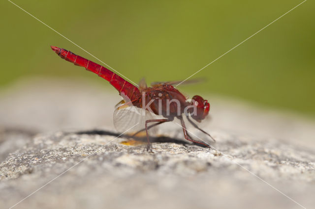 Vuurlibel (Crocothemis erythraea)