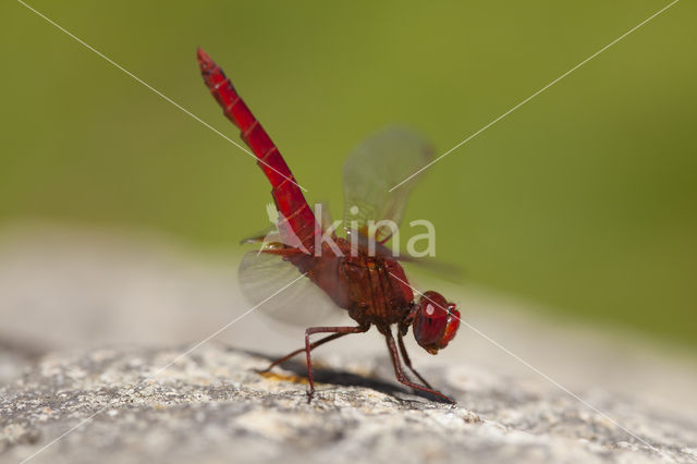 Vuurlibel (Crocothemis erythraea)