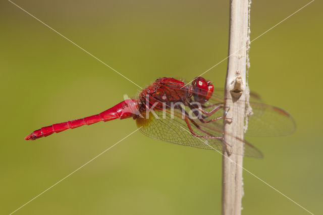 Vuurlibel (Crocothemis erythraea)