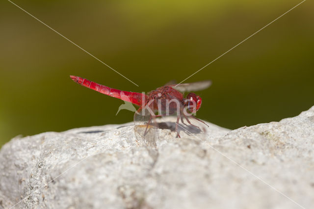 Vuurlibel (Crocothemis erythraea)