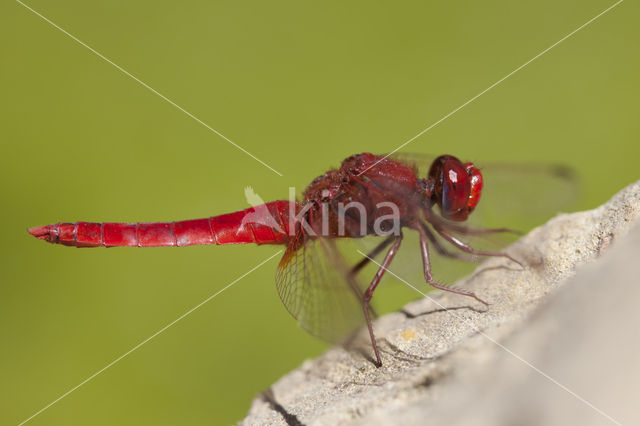 Scarlet Dragonfly (Crocothemis erythraea)