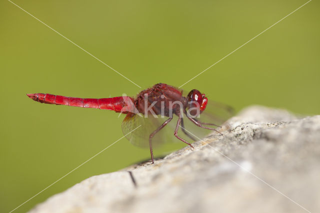 Vuurlibel (Crocothemis erythraea)