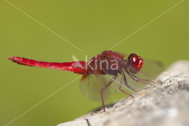 Vuurlibel (Crocothemis erythraea)