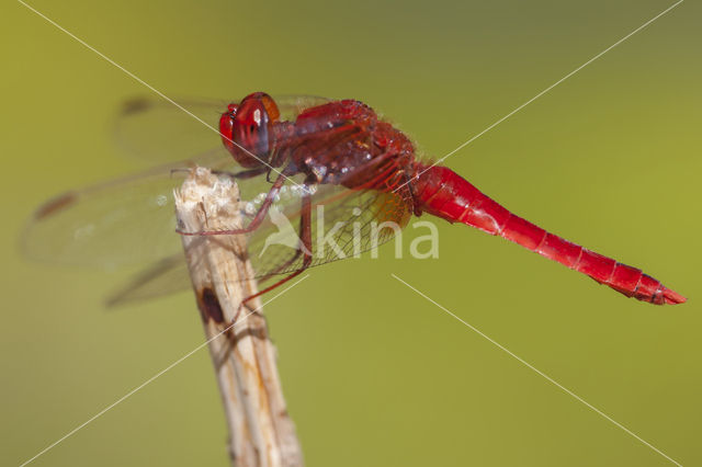 Vuurlibel (Crocothemis erythraea)