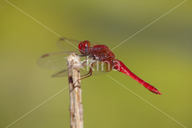 Vuurlibel (Crocothemis erythraea)