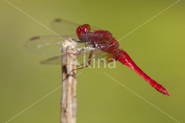 Scarlet Dragonfly (Crocothemis erythraea)