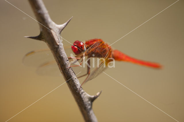 Vuurlibel (Crocothemis erythraea)