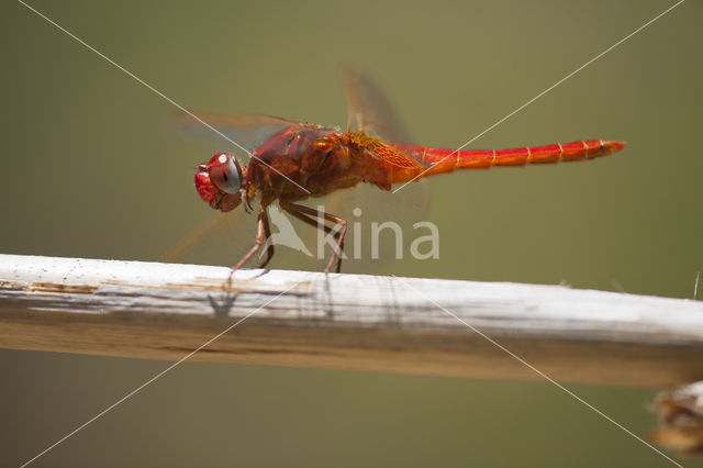 Vuurlibel (Crocothemis erythraea)