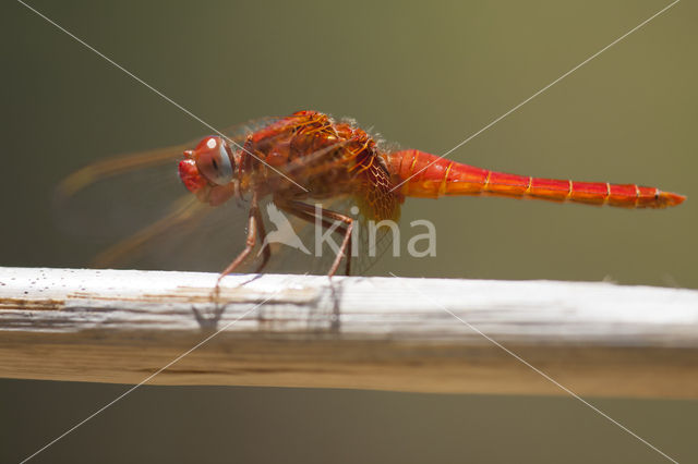 Vuurlibel (Crocothemis erythraea)