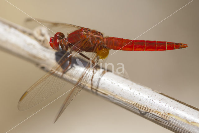 Vuurlibel (Crocothemis erythraea)