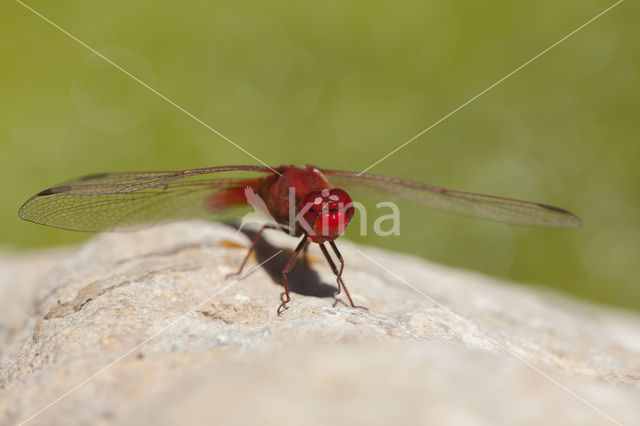 Vuurlibel (Crocothemis erythraea)