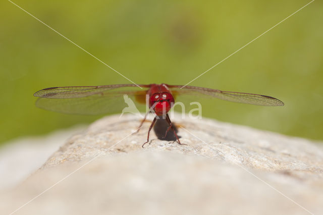 Vuurlibel (Crocothemis erythraea)