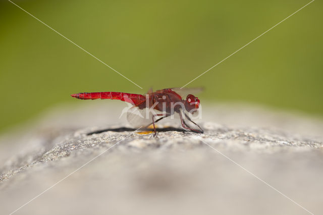 Scarlet Dragonfly (Crocothemis erythraea)