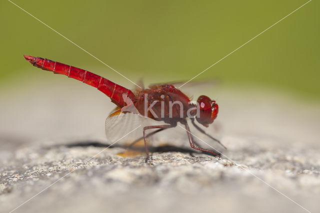 Vuurlibel (Crocothemis erythraea)