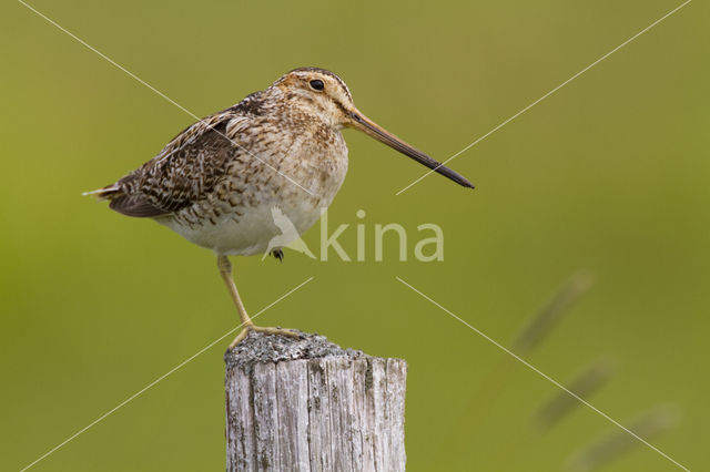 Watersnip (Gallinago gallinago)