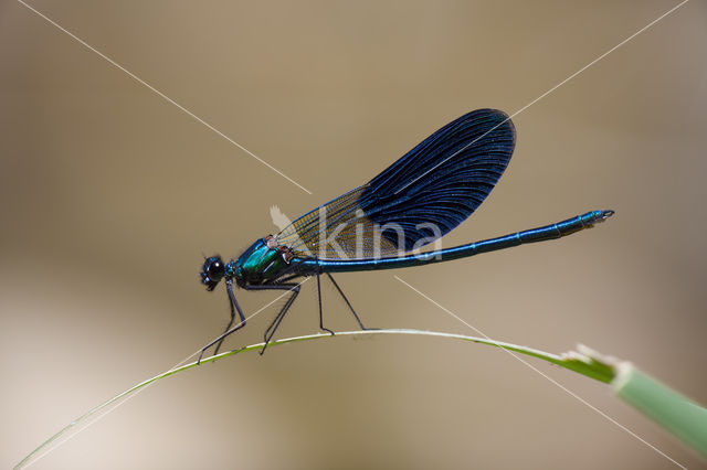 Weidebeekjuffer (Calopteryx splendens cretensis)