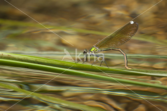 Weidebeekjuffer (Calopteryx splendens cretensis)